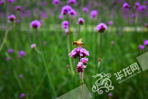 花朵吸引了蜜蜂。 BEAT365英国官网供图 华龙网发